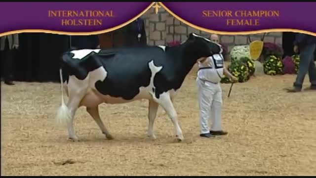Holstein Senior Champion Female