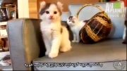 معرفی نژادهای گربه - آمریکن کورل - Cat Breeds - American Curl با زیرنویس فارسی