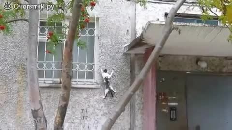 گربه هایی که از دیوار راست بالا میروند
