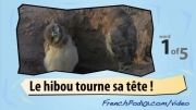 آموزش فرانسه با ویدیو 15 (حیوانات بیشه)