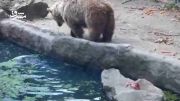 کمک خرس به کلاغ!