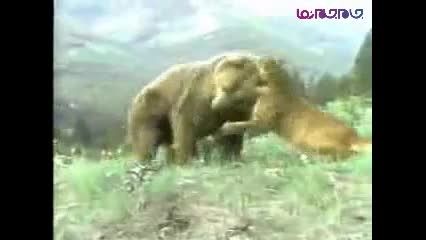 نبرد شیر کوهی و خرس