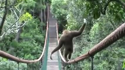 بندبازی تماشایی و حرفه ای میمون
