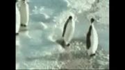 کرم ریختن پنگوئن :))