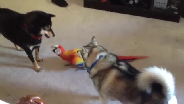 بازی کردن طوطی با سگ