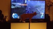 گربه و بازی Assassin