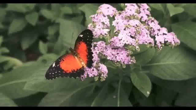 ویدیو بی نظیر از پروانه ها