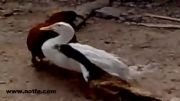 دعوای دیدنی بین خروس و چند اردک!!!