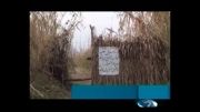 کشتار بی رویه پرندگان در شمال کشور به روایت خبر 20:30