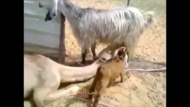 شیر دادن بز به شتر