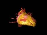 heart 3Dساختمان قلب