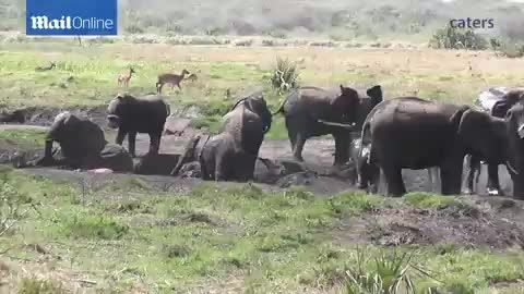 تلاش بچه فیل برای نجات مادرش از گودال گل
