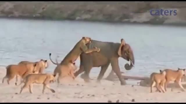 حمله چند شیر به یک فیل