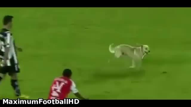 حضور حیوانات در زمین فوتبال ( فوق العاده خنده دار2015 )