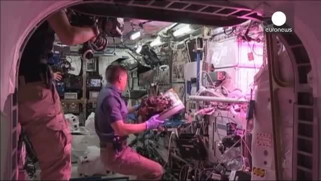 کاشت و برداشت کاهو در ایستگاه فضایی بین المللی