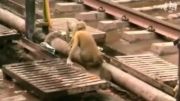 یک میمون موجب نجات جان میمونی دیگر شد