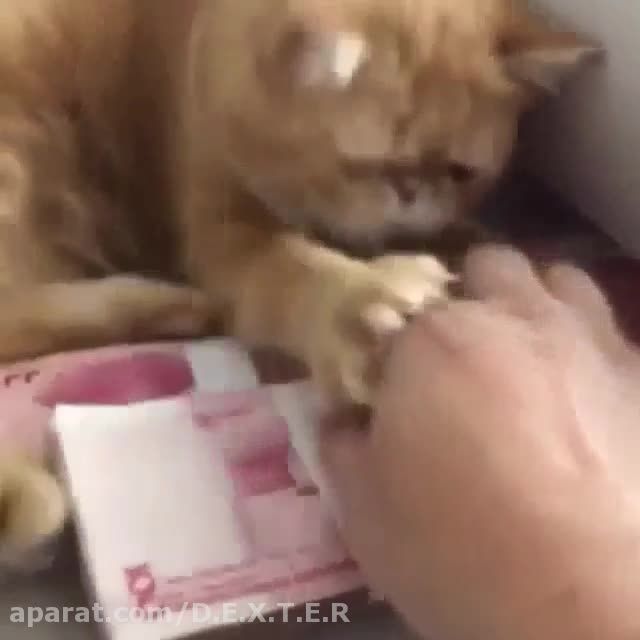 گربه پولدار xD