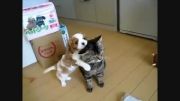 بازی كردن سگ با گربه