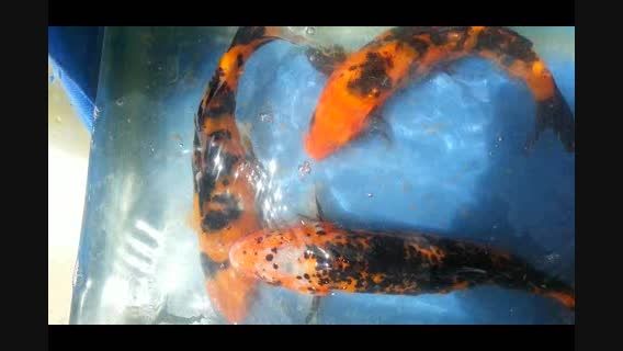 فروش ماهی کویutsuri-mizogi-bekko 30cm 249