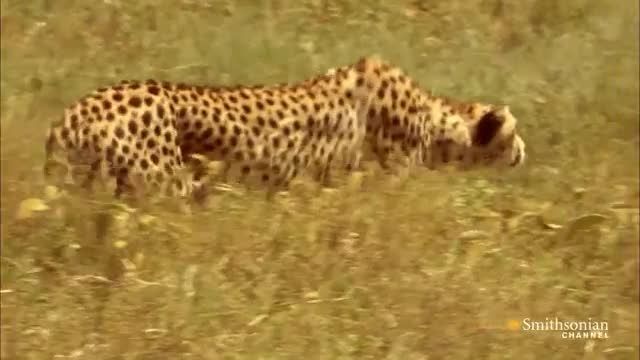 How To Outrun A Iranian Cheetah