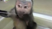 نخ دندون کشیدن میمون بازیگوش