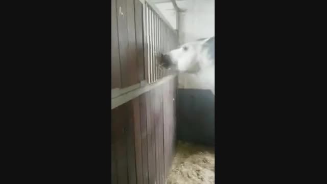 غذا دادن یک اسب به اسب دیگر از پشت میله