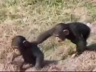 حرکات باحال میمون ها