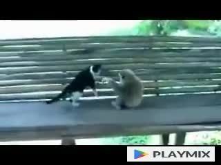 بازی صمیمانه گربه و میمون