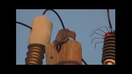 نابود شدن پرنده توسط نیروی برق