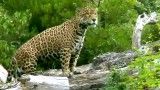 زیباترین کلیپ گربه سانان بزرگ ( حماسی Full HD ) ابر درندگان