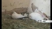 مهرمادری کبوتر برای بچه خرگوشها