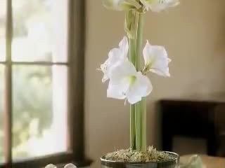 How To Plant Indoor Bulbs