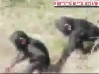 میمون مرض دار(خیلی باحاله)