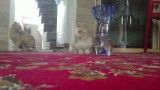 بچه گربه_ماهی عید 2