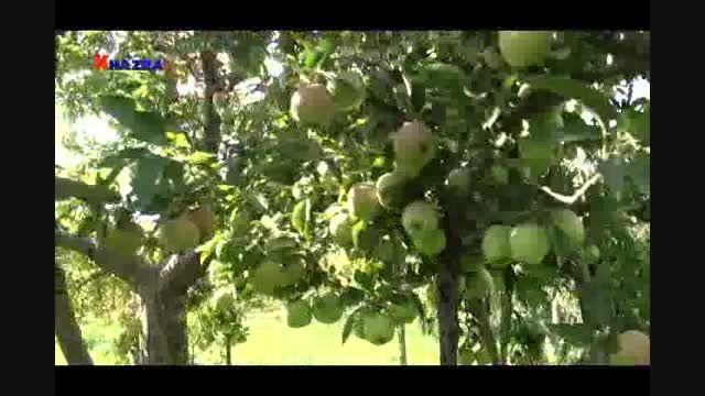 خوشه ای شدن محصول سیب با نانو کود کلاته خضراء