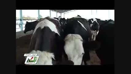 پرورش گاو شیری