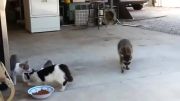 راکون و دزدی غذای گربه.
