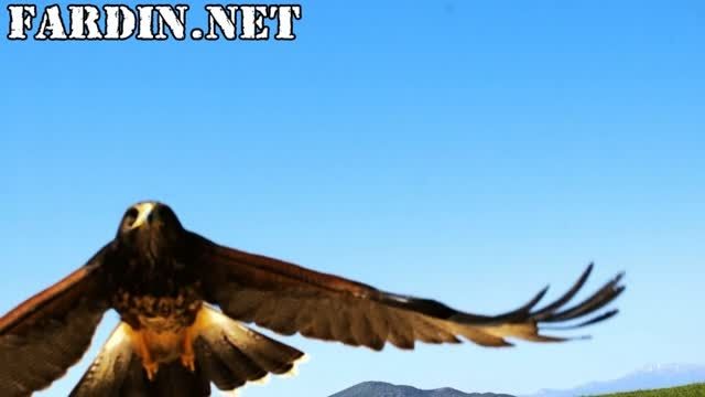 شکار دیدنی پرنده توسط عقاب HD سوپر اسلوموشن