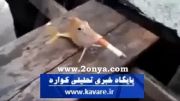 شکنجه یک ماهی با سیگار !!!