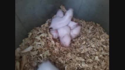 بچه همسترهای من