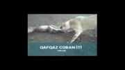جنگ سگ قفقاز با گرگ  Qafqaz coban iti 2