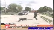 حمله سگ به افسر پلیس (دیدنی)