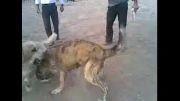 سگ روستای بزد در تربت جام