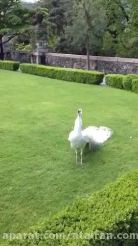 دانلود فیلم زیبای طاووس عروس