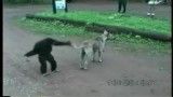 كتك زدن میمون به سگ