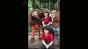 همكاری میمون های باغ وحش با مردم