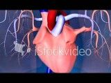 ساختار و عملکرد دریچه های قلب