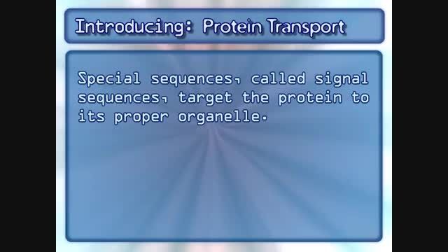 انتقال پروتئین (میتوکندری)