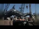 ماهی بزرگ در تور ماهیگیران پاکستانی
