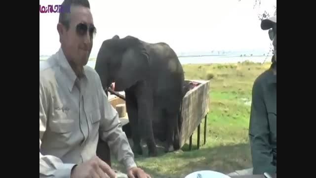 مهمان ناخوانده و خطرناک حوادث فیل کلیپ گلچین صفاسا